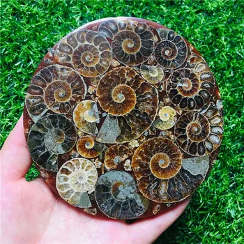 Gamtos Ammonite Disko Iškastinio Myli Pavyzdys Gydymo +Stovas 1pcs